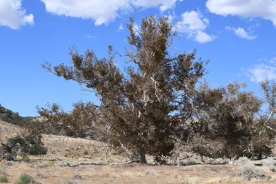 DSC_2290 (Large).JPG